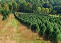 Christmas Trees Growing on a Tree Farm Royalty Free Stock Photo