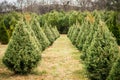 Christmas Trees Growing in a Row Royalty Free Stock Photo