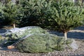 Christmas trees that have already been wrapped in nets lie in front of other Christmas trees for sale in Bavaria. The conifers are