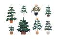 Christmas trees with holiday decoration. Xmas firs set, growing in pots, baskets. Natural living firtrees, winter