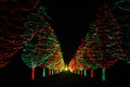 Christmas Trees Leading The Way Royalty Free Stock Photo