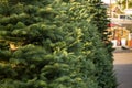 Christmas trees on lot