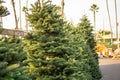 Christmas trees on lot