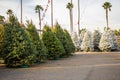 Christmas trees on lot