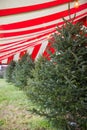 Christmas trees market. Choice of beautiful holiday trees Royalty Free Stock Photo