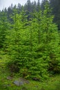 Christmas trees in the mountain forest. Royalty Free Stock Photo
