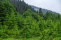 Christmas trees in the mountain forest. Royalty Free Stock Photo