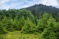 Christmas trees in the mountain forest. Royalty Free Stock Photo
