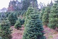 Christmas trees - Noble and Douglas firs waiting for their new owner Royalty Free Stock Photo