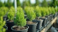 Christmas trees in pots for sale, nurseries and seedling plants