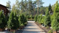 Christmas trees in pots for sale, nurseries and seedling plants