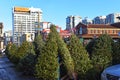 Christmas trees for sale in the Byward Market in Ottawa, Canada Royalty Free Stock Photo