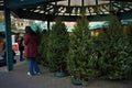 Christmas trees for sale in city park. Young woman in purple coat looks away.