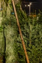 Christmas trees for sale in a market place. Royalty Free Stock Photo