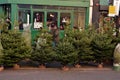 Christmas trees for sale