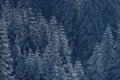 Christmas trees in the snow Royalty Free Stock Photo