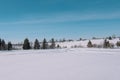 Christmas trees in the snow. Forest in the snow. Royalty Free Stock Photo