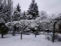 Christmas trees in the snow. Winter. Winter landscape. Winter city. Trees in the snow. Snowy streets. Park in the snow.