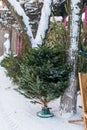 Christmas trees and spruce xmas branches for decoration in farm market for sale in winter holiday season Royalty Free Stock Photo