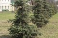 Christmas trees stand in a row. Planted trees. A hedge made of plants Royalty Free Stock Photo