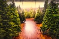 Christmas trees store background sale yellow warm tone backlight gleam sunbeam shopping Royalty Free Stock Photo