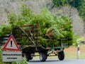 Christmas trees on trailer sustainability german \