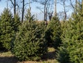 Christmas Trees at Tree Farm Royalty Free Stock Photo