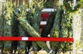 Trees for sale