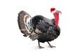 Christmas turkey Royalty Free Stock Photo