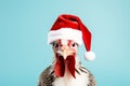 A christmas turkey wearing a festive santa hat. Studio shot against a blue background