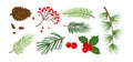 Christmas vector plant, pine cone, branch spruce and fir, evergreen tree, holly berry, rowan. Cartoon holiday nature illustration Royalty Free Stock Photo