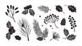Christmas vector plants, branches, fir, pine cones, evergreen tree set, holiday decoration, black winter leaf and twig. Nature