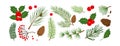 Christmas vector plants, tree, fir, pine and cone, holly winter decor, berry, leaves branches, holiday set. Nature illustration Royalty Free Stock Photo