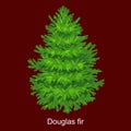 Christmas vector tree like douglas fir for New year celebration without holiday decoration, evergreen xmas plants