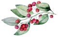 Christmas watercolor twig with green leaves and red berries. Holidays design Illustration Royalty Free Stock Photo