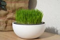 Christmas wheat grass growing in pot Royalty Free Stock Photo