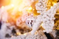 Christmas white tree decorated snow illumination and gifts toys, background sun light bokeh Royalty Free Stock Photo