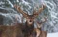 Christmas Wildlife Story.Great Adult Noble Red Deer With Big Horns, Look At You. Portrait Of Great Stag With Big Antlers At Winter Royalty Free Stock Photo
