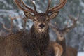 Christmas Wildlife Story.Portrait Of Lonely Stag Under Falling Snowflakes. Great Adult Red Deer With Careful Look Close-Up. Beloru