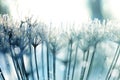 Christmas, winter background with frosty dry plants against sparkling bokeh