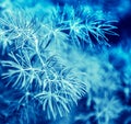 Christmas, winter background with frosty pine tree. Macro shot Royalty Free Stock Photo