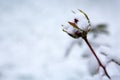 Red rose bud under white snow. Winter background. Royalty Free Stock Photo