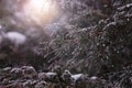 Christmas, winter background with frosty thuja. Macro shot