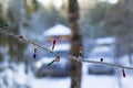 Christmas winter background landscape blurred garland with colored lights on the background Royalty Free Stock Photo