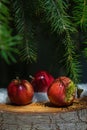 Few red apples lying on old stump tree under green branches of fir tree with white snow. Christmas winter background Royalty Free Stock Photo