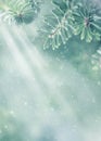 Christmas and winter concept. Beautiful green fir tree branches, snow and sunlights. Soft focus, blurred background, macro Royalty Free Stock Photo