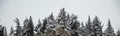 Christmas, winter concept. Forest with snow at top of trees, misty sky background. Panoramic view, banner. Royalty Free Stock Photo