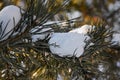 Branches of blue spruce with snow close-up Royalty Free Stock Photo