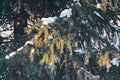 Branches of blue spruce with snow close-up Royalty Free Stock Photo