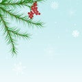 Christmas, winter holiday greeting card with fir branches, snow and berries